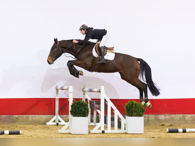 KWPN Wallach 5 Jahre in Waddinxveen