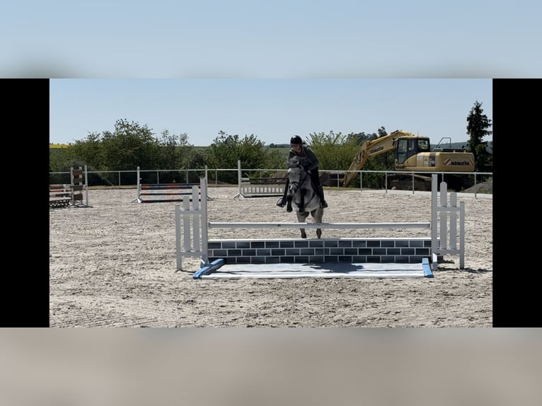 KWPN Wallach 6 Jahre 148 cm Schimmel in Buchen (Odenwald)