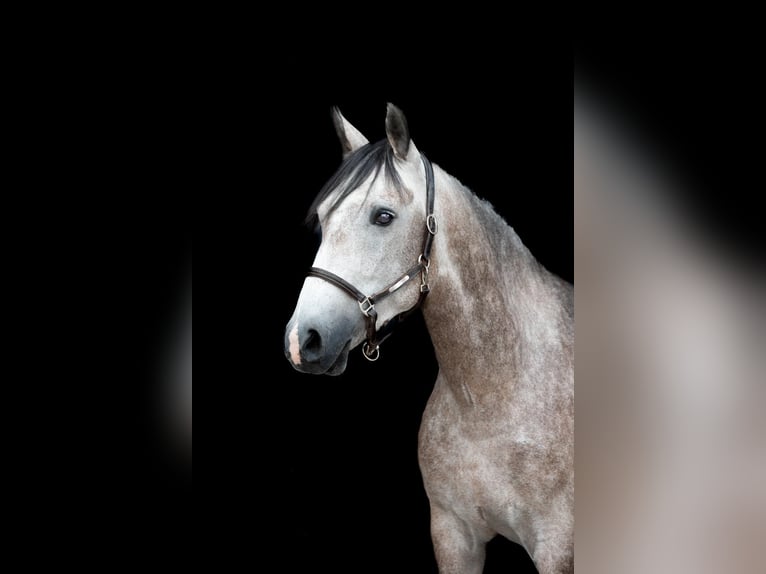 KWPN Wallach 6 Jahre 148 cm Schimmel in Buchen (Odenwald)