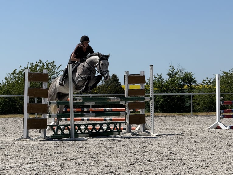KWPN Wallach 6 Jahre 148 cm Schimmel in Buchen (Odenwald)
