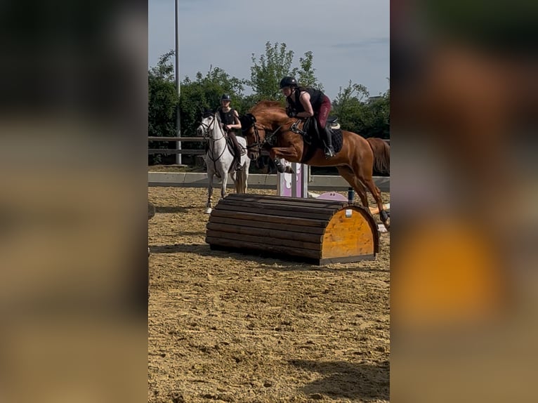 KWPN Wallach 6 Jahre 155 cm Fuchs in Magstadt