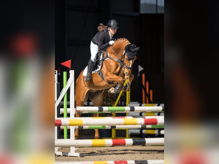 KWPN Wallach 6 Jahre 156 cm Fuchs in Magstadt
