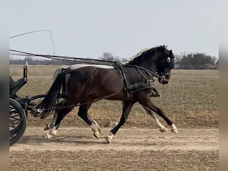 KWPN Wallach 6 Jahre 158 cm Dunkelbrauner in Tass
