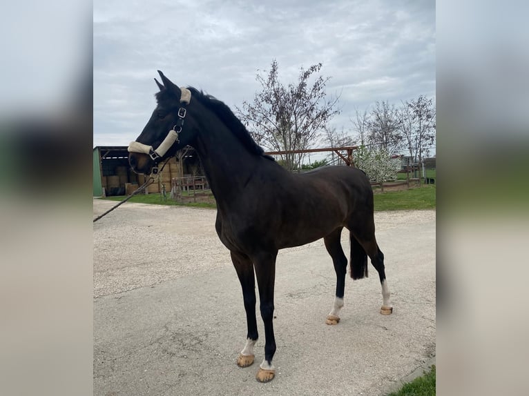 KWPN Wallach 6 Jahre 158 cm Dunkelbrauner in Tass