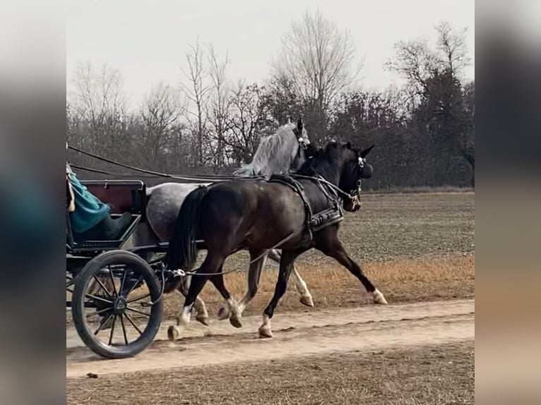 KWPN Wallach 6 Jahre 158 cm Dunkelbrauner in Tass