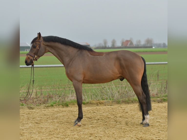 KWPN Wallach 6 Jahre 160 cm Brauner in Geilenkirchen