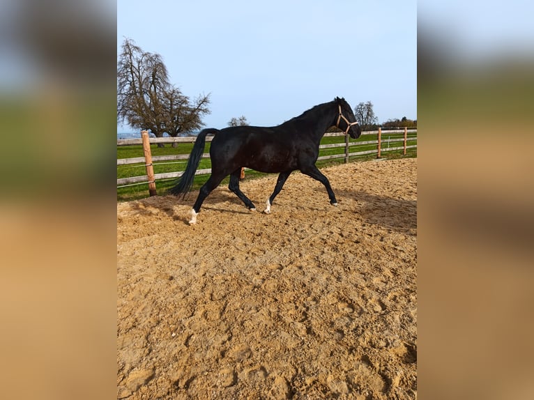 KWPN Wallach 6 Jahre 160 cm Dunkelbrauner in WEINFELDEN