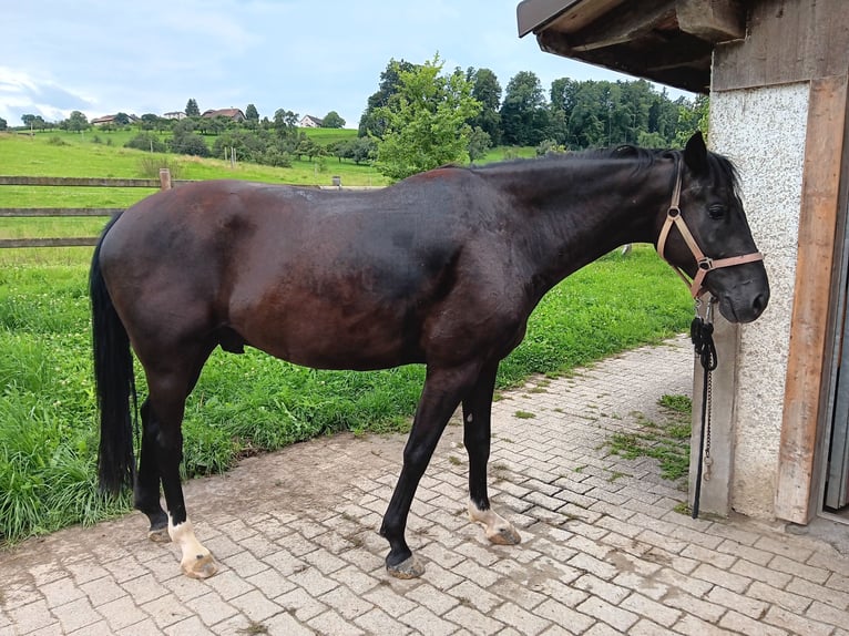 KWPN Wallach 6 Jahre 160 cm Dunkelbrauner in WEINFELDEN
