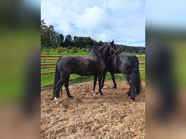 KWPN Wallach 6 Jahre 160 cm Dunkelbrauner in WEINFELDEN