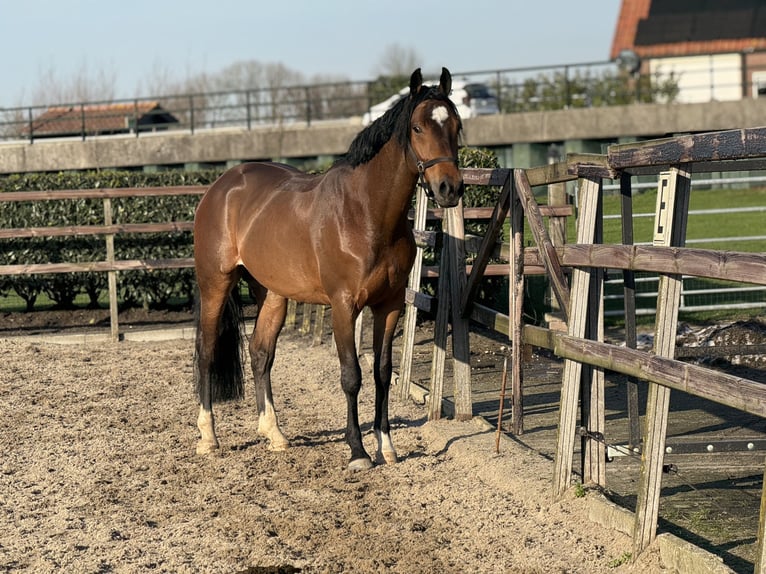 KWPN Wallach 6 Jahre 160 cm Dunkelbrauner in IJsselstein