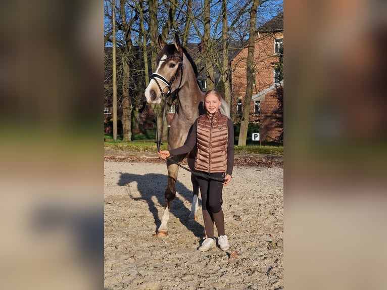 KWPN Wallach 6 Jahre 160 cm in Wesel