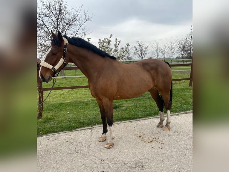 KWPN Wallach 6 Jahre 160 cm Rotbrauner in Tass
