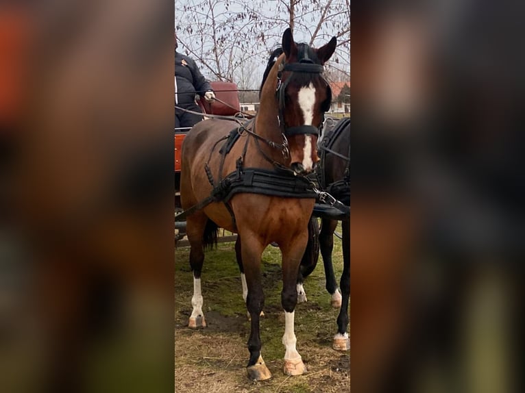 KWPN Wallach 6 Jahre 160 cm Rotbrauner in Tass
