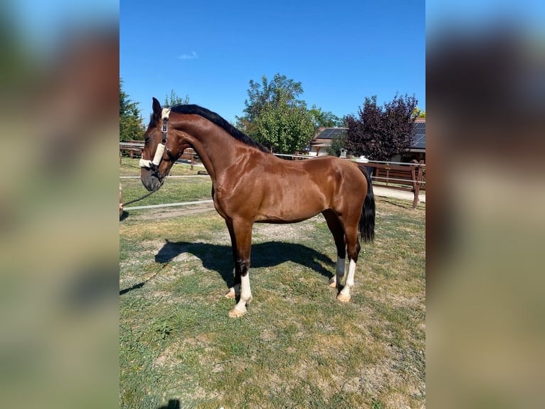 KWPN Wallach 6 Jahre 160 cm Rotbrauner in Tass