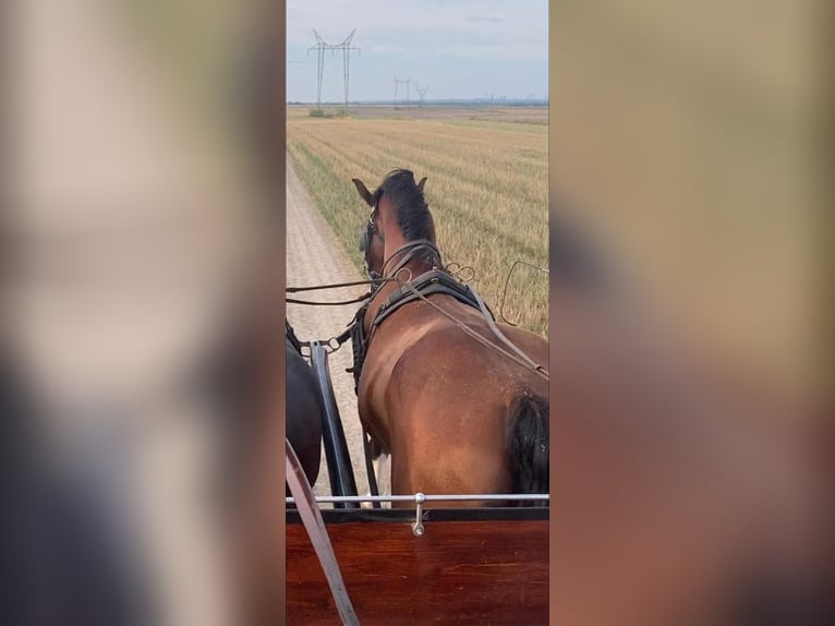 KWPN Wallach 6 Jahre 160 cm Rotbrauner in Tass