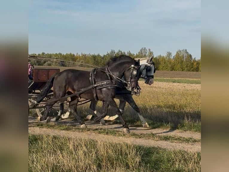 KWPN Mix Wallach 6 Jahre 160 cm Rotbrauner in Tass