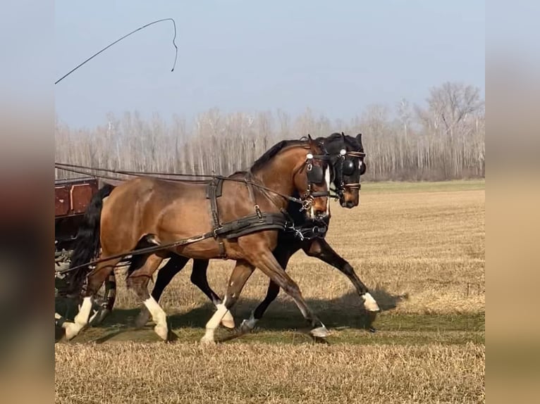 KWPN Wallach 6 Jahre 160 cm Rotbrauner in Tass