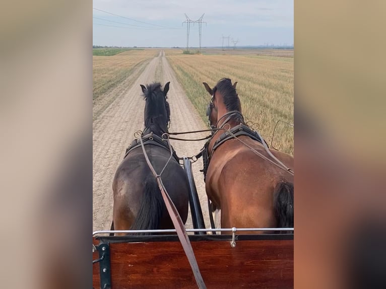 KWPN Wallach 6 Jahre 160 cm Rotbrauner in Tass