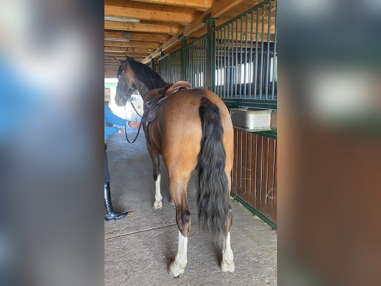 KWPN Wallach 6 Jahre 160 cm Rotbrauner in Tass