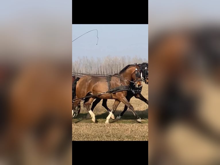 KWPN Wallach 6 Jahre 160 cm Rotbrauner in Tass
