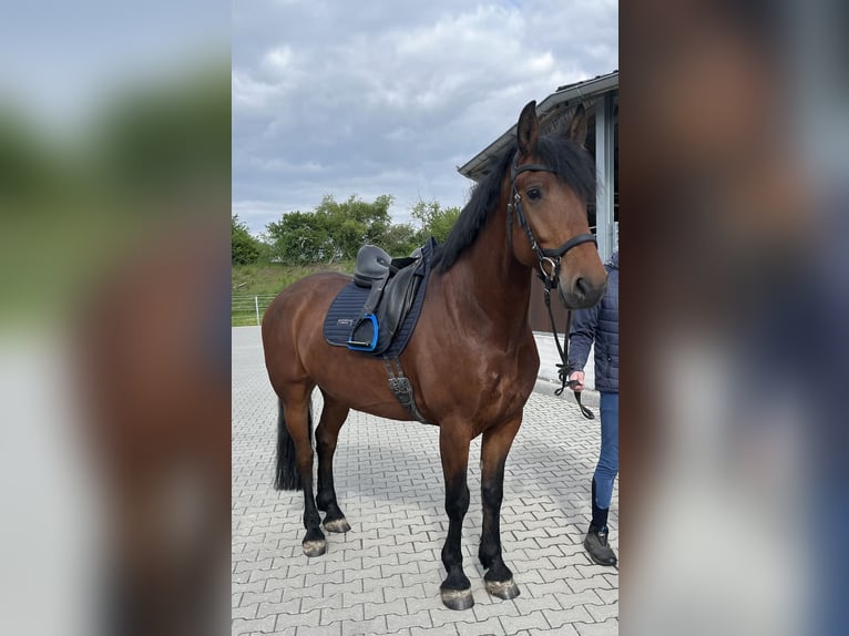 KWPN Mix Wallach 6 Jahre 162 cm Brauner in Delitzsch