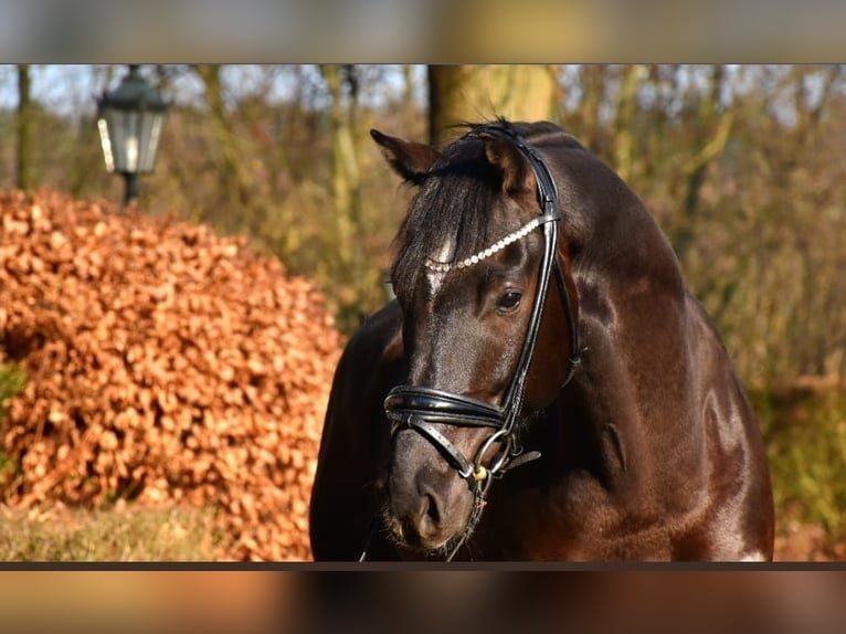 KWPN Wallach 6 Jahre 162 cm Rappe in Neuss