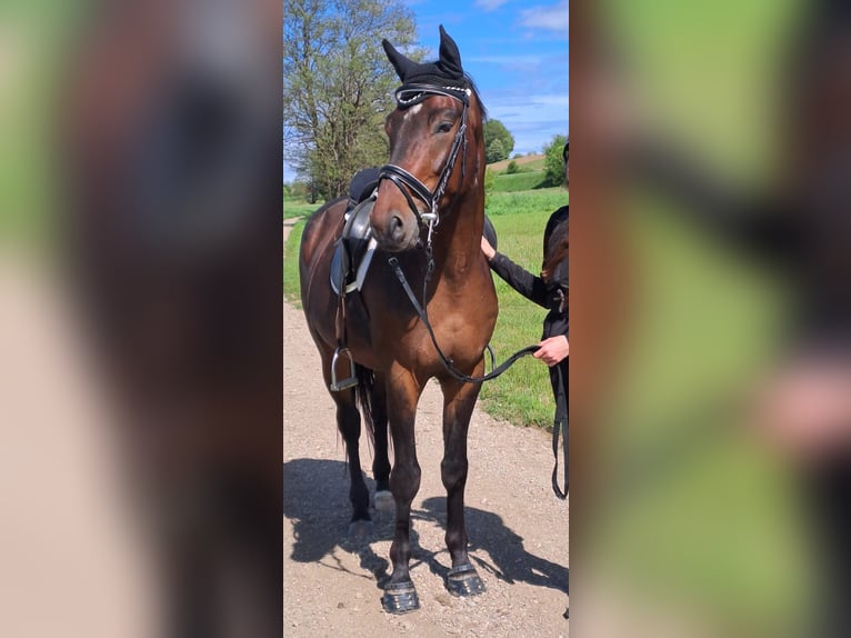 KWPN Wallach 6 Jahre 163 cm  in Dorfen