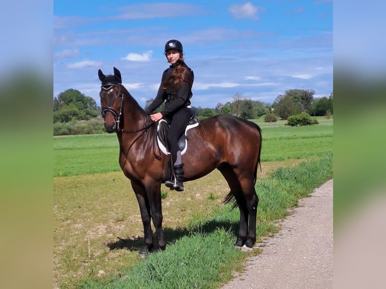 KWPN Wallach 6 Jahre 163 cm  in Dorfen