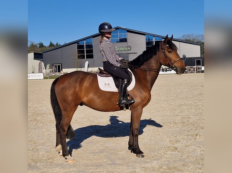 KWPN Wallach 6 Jahre 164 cm Dunkelbrauner in Deurne