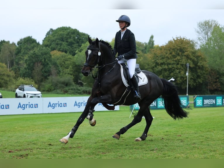 KWPN Wallach 6 Jahre 164 cm Rappe in Arbroath
