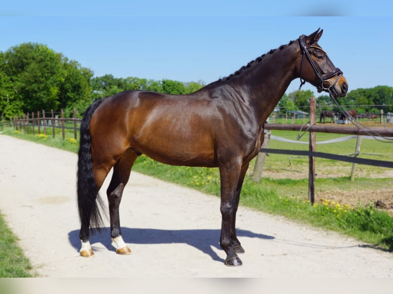 KWPN Wallach 6 Jahre 165 cm Brauner in Heinsberg