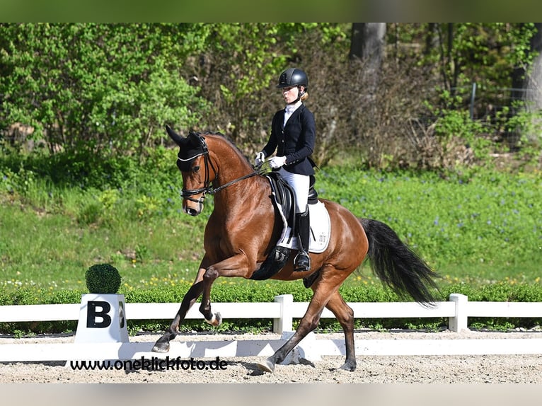 KWPN Wallach 6 Jahre 165 cm Brauner in M&#xF6;mbris