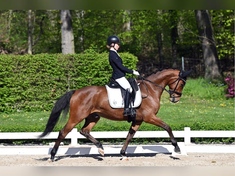 KWPN Wallach 6 Jahre 165 cm Brauner in M&#xF6;mbris