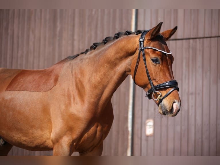 KWPN Wallach 6 Jahre 165 cm Brauner in M&#xF6;mbris