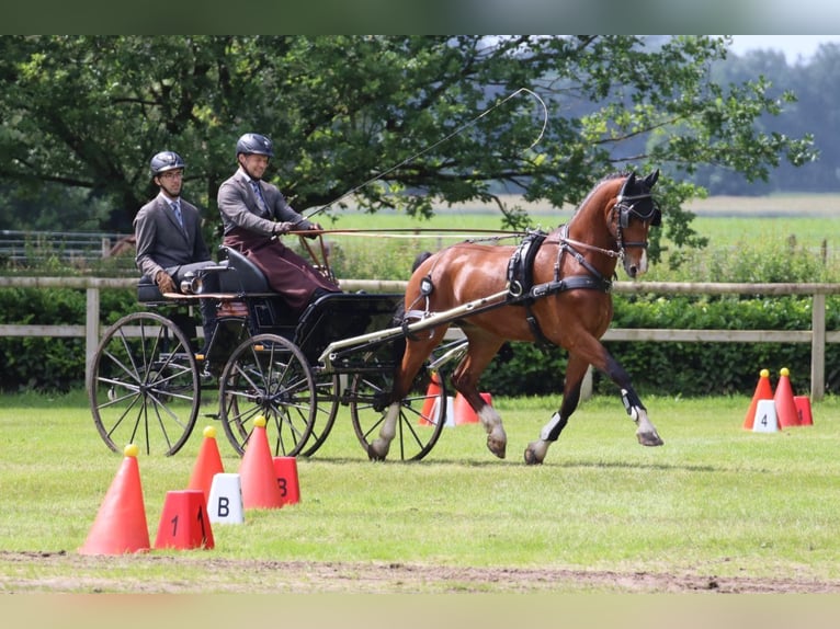 KWPN Wallach 6 Jahre 165 cm Brauner in Herford