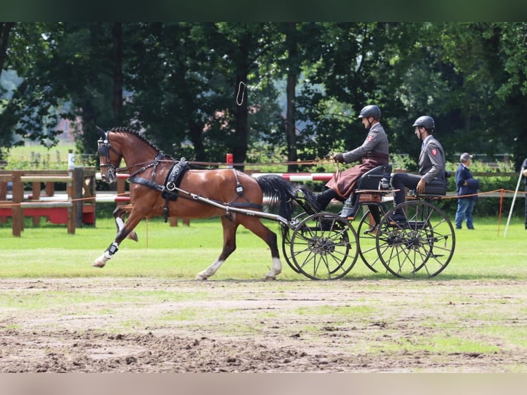 KWPN Wallach 6 Jahre 165 cm Brauner in Herford