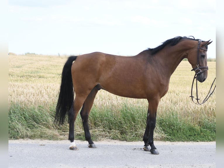 KWPN Wallach 6 Jahre 165 cm Brauner in Geilenkirchen