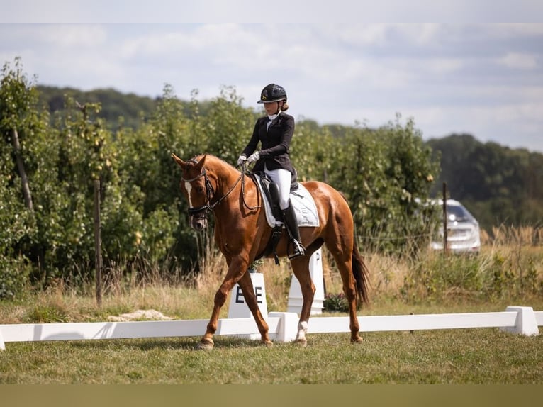 KWPN Wallach 6 Jahre 165 cm Fuchs in Tienen