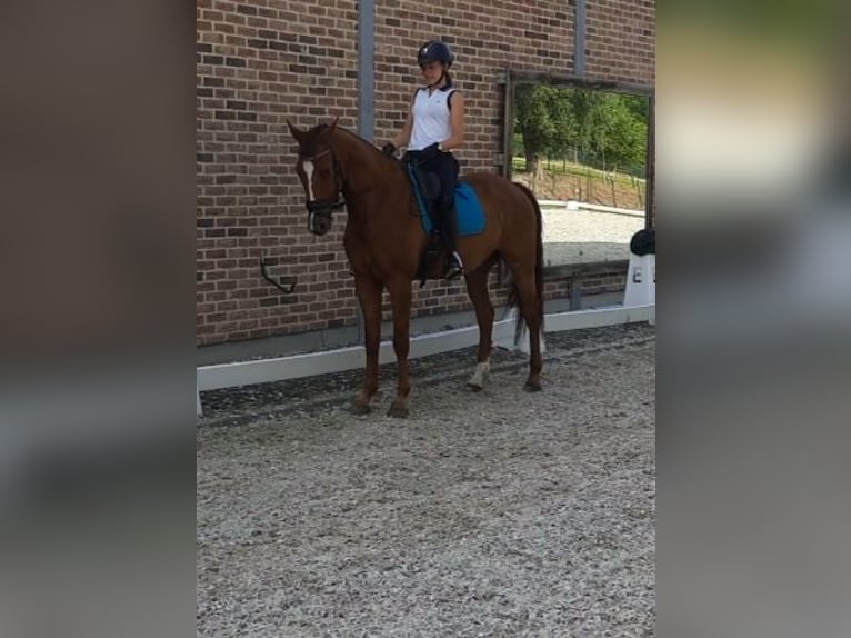 KWPN Wallach 6 Jahre 165 cm Fuchs in Tienen