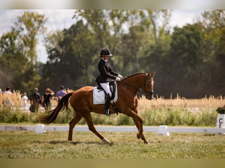KWPN Wallach 6 Jahre 165 cm Fuchs in Tienen