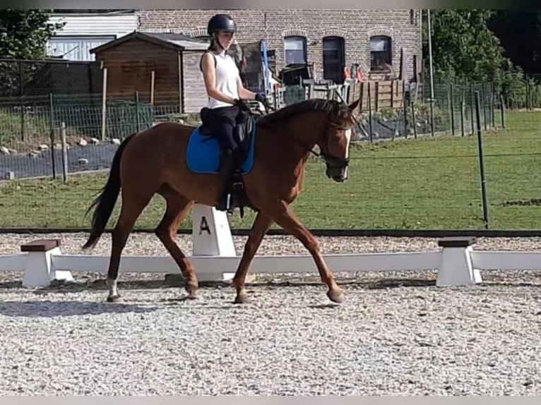KWPN Wallach 6 Jahre 165 cm Fuchs in Tienen