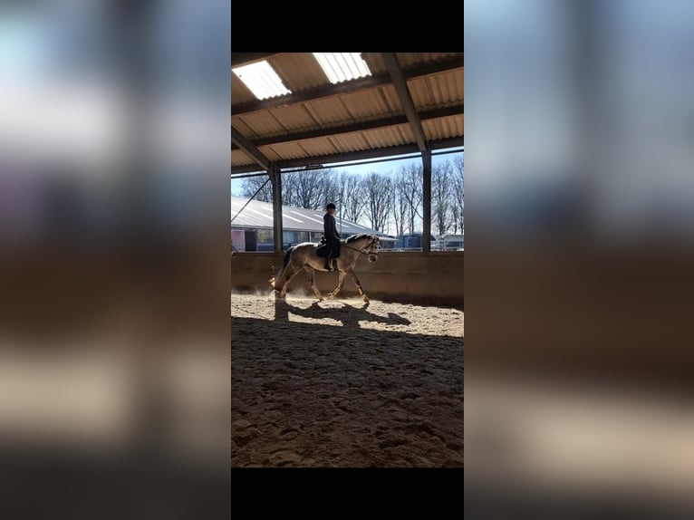 KWPN Wallach 6 Jahre 165 cm Schimmel in Eemnes