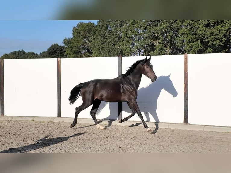 KWPN Wallach 6 Jahre 165 cm Schwarzbrauner in Waddinxveen