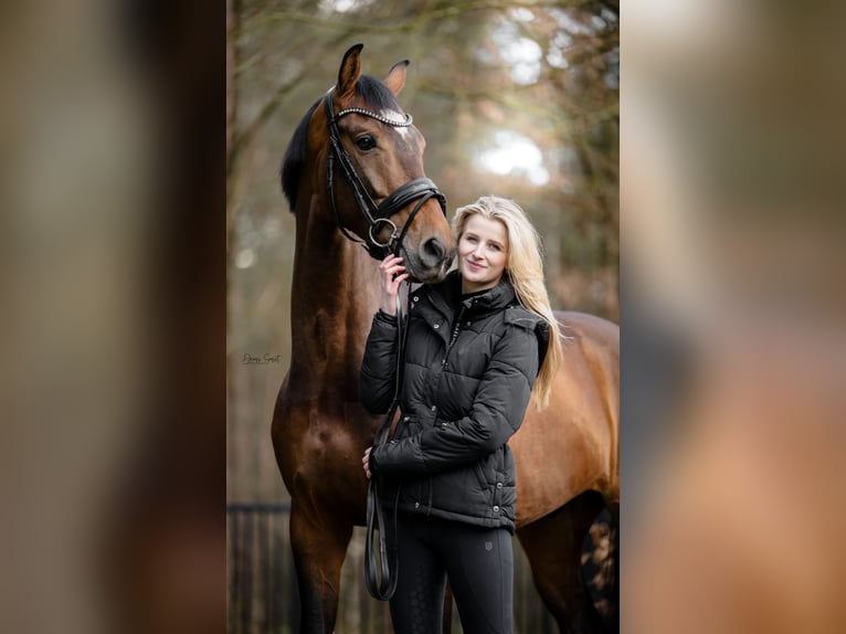 KWPN Wallach 6 Jahre 166 cm Dunkelbrauner in Waalre