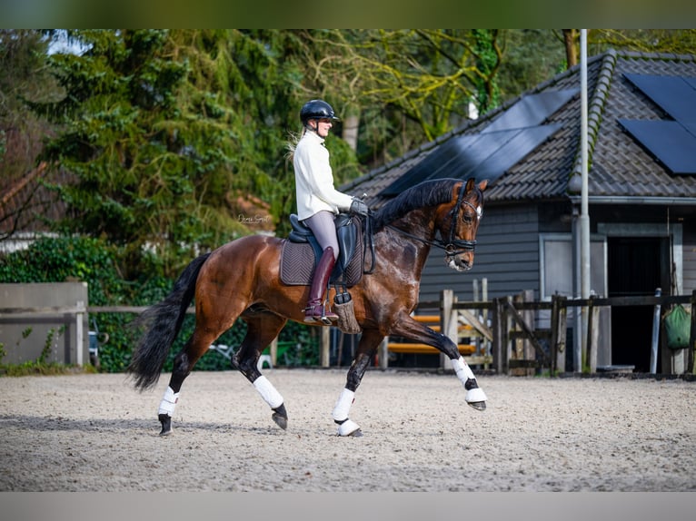 KWPN Wallach 6 Jahre 166 cm Dunkelbrauner in Waalre