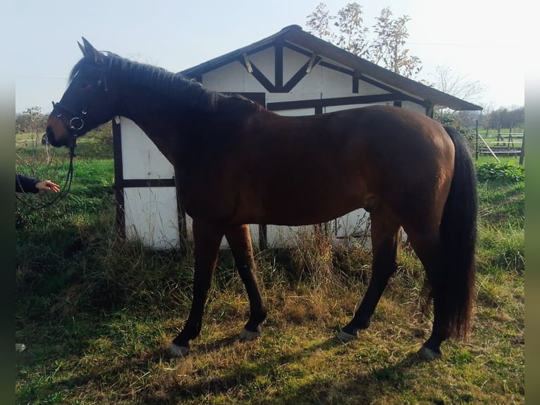 KWPN Wallach 6 Jahre 167 cm Brauner in Worms