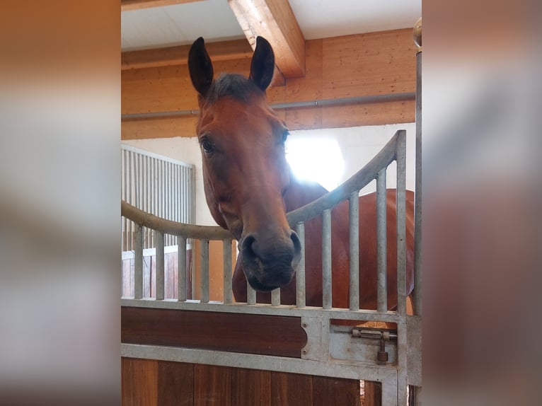 KWPN Wallach 6 Jahre 167 cm Brauner in Gipf-Oberfrick