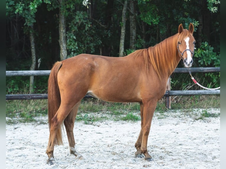 KWPN Wallach 6 Jahre 167 cm Fuchs in Grolloo