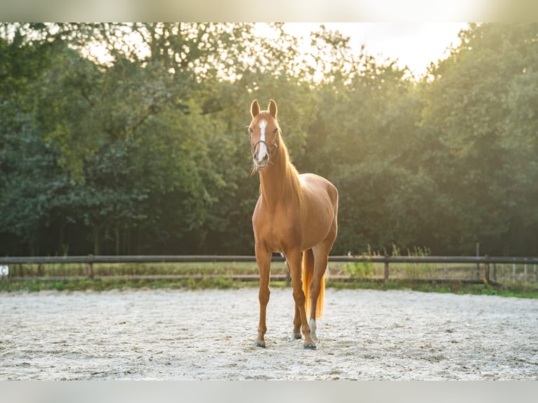 KWPN Wallach 6 Jahre 167 cm Fuchs in Grolloo