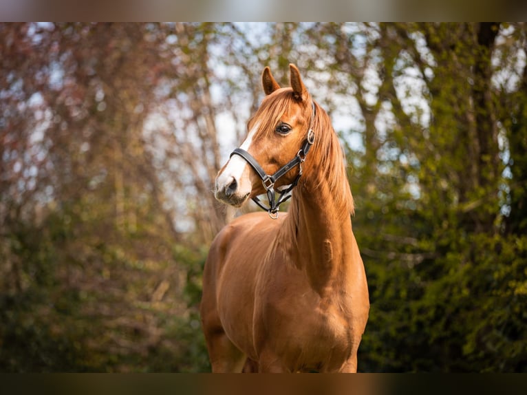 KWPN Wallach 6 Jahre 167 cm Fuchs in Grolloo